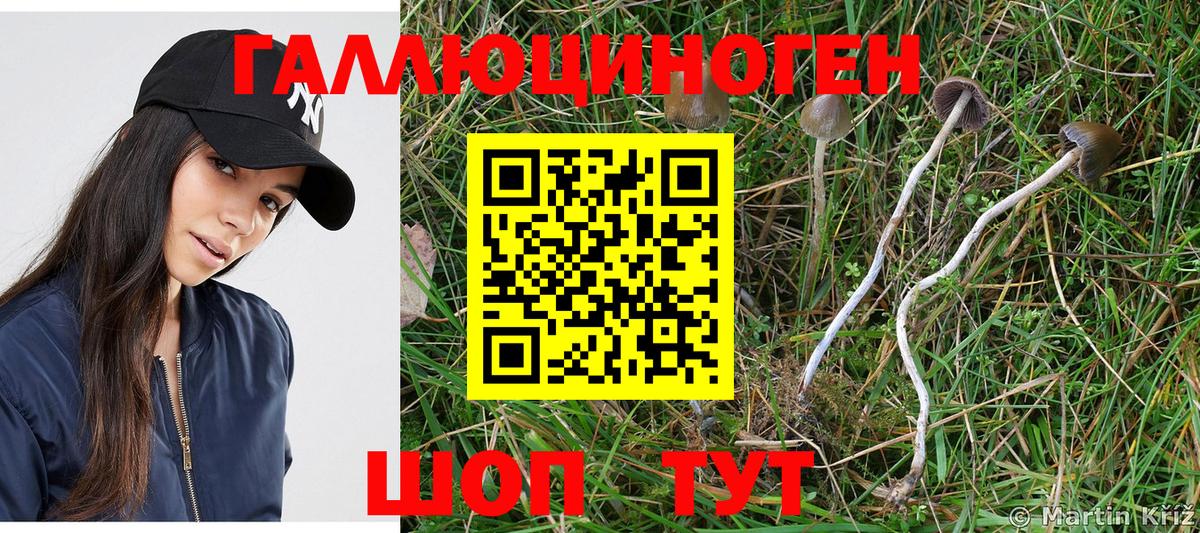 Галлюциногенные грибы Psilocybe Славянск-на-Кубани